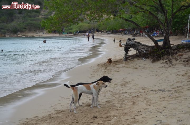 Immagine Tanti sono gli animali randagi, particolarmente miti, che popolano la spiaggia de La Ensenada, frequentata in particolare da dominicani.