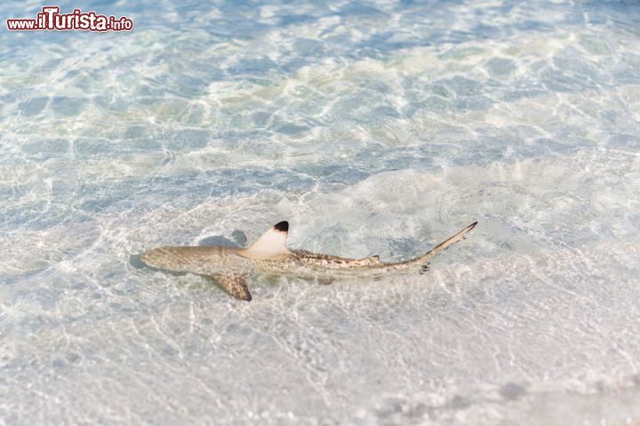 Immagine Uno squalo pinna nera (nome scientifico: Carcharhinus melanopterus) nelle acque basse di una laguna delle Maldive - foto © icemanphotos / Shutterstock.com