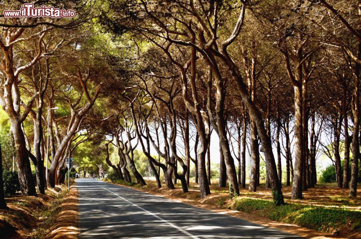 Immagine Una strada costiera con gli immancabili pini marittimi nel comune di Rosignano Marittimo, in Toscana.