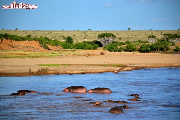 Immagine Ippopotami: questi grandi mammiferi passano buona parte della giornata a bagno nelle acque del Galana River. Siamo nel Parco Nazionale dello Tsavo Est, Kenya.