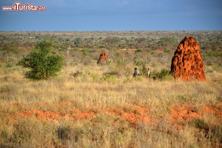 Immagine Tre ghepardi (uno è accovacciato e si intravvede solo la testa) avvistati in lontananza all'ombra di un termitaio nello Tsavo East National Park (Kenya).