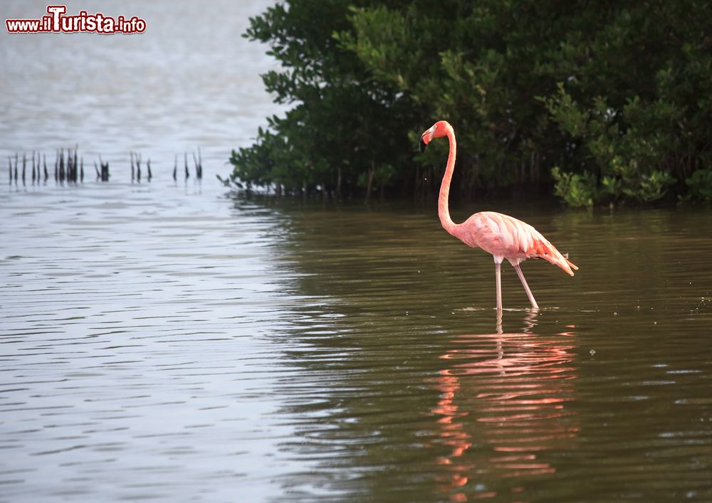 Immagine Un fenicottero rosa sull'isola di Cayo Guillermo a Cuba