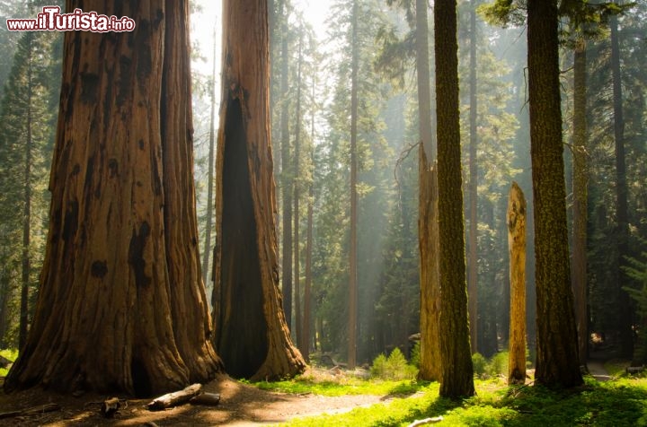 Immagine Un magico bosco? Siamo nella foresta del Sequoia National Park, il parco nazionale della California che è unito amministrativamente a quello di Kings Canyon - © Hanze / Shutterstock.com