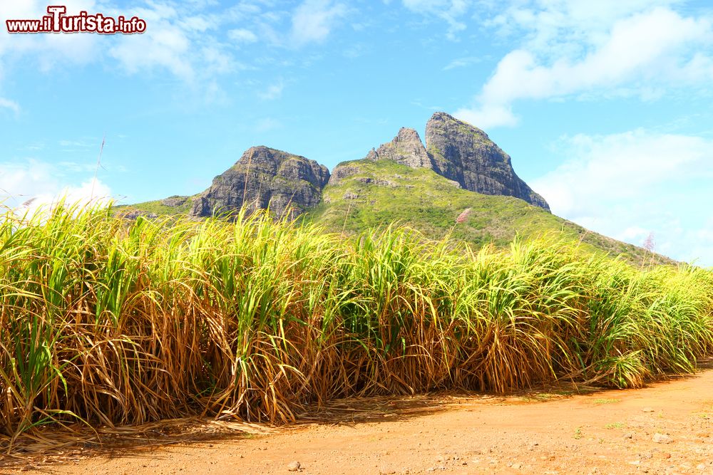 Immagine Una piantagione di canna da zucchero sull'Isola di Mauritius