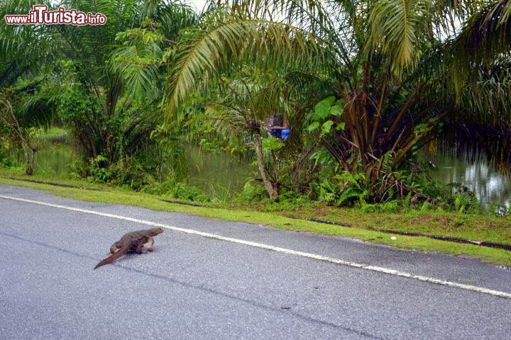 Immagine Varano sulla strada per Gua Tempurung: è stata una sorpresa lungo il viaggio sulle strade della Malesia. Nonostante questi animali non raggiungano le enormi dimensioni di quelli che vivono sull'isola di Komodo, possono comunque superare il metro e mezzo di lunghezza.