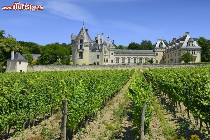 Immagine Circandato dai vignetii le Chateau Brézé è una tappa obbligata di chi compie un tour nella Valle della Loira - © Pecold / Shutterstock.com