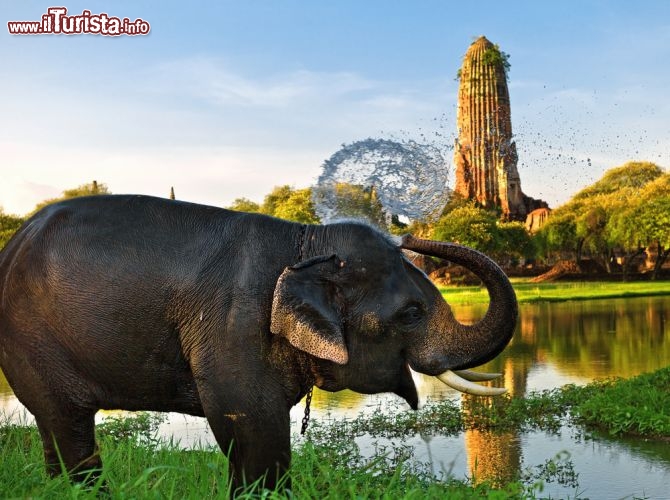 Immagine Elefante fa il bagno davanti ai templi di Ayutthaya in Thailandia - © Kenneth Dedeu / Shutterstock.com