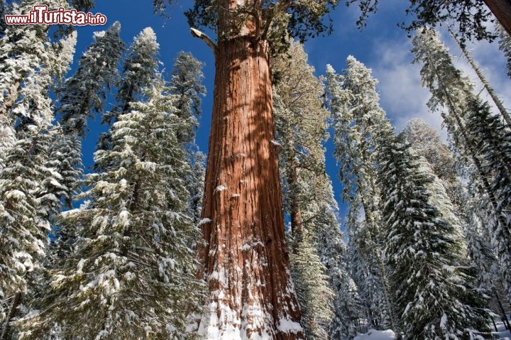 Immagine Fotografia di una nevicata al Sequoia National Park, in California (USA) - © Matthew Connolly / Shutterstock.com