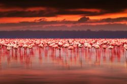 Fenicotteri al tramonto sul Lake Nakuru, Kenya: questo lago alcalino è parco nazionale ed un luogo magico per ammirare i fenicotteri rosa. Il loro colore dipende da un particola re crostaceo, ...