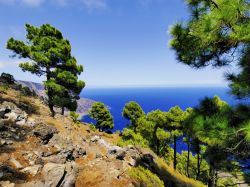 Magnifici esemplari di pino canario sferzati dal vento sulla costa di El Hierro (Canarie) - © Karol Kozlowski / Shutterstock.com