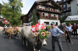 Transumanza delle mucche a Engelberg, Svizzera - Suoni di campanacci e mucche inghirlandate. Ogni anno si presenta così la tradizionale transumanza che celebra il ritorno del bestiame ...