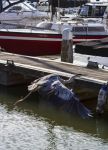 Specie animali a Volendam, Olanda - Un airone cinerino fotografato al porto cittadino dove si consiglia una passeggiata a chiunque desideri immergersi nella tipica atmosfera olandese respirando ...