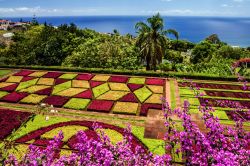 Il giardino botanico di Funchal, Madeira (Portogallo) - Non sono affatto rare le zone verdi a Madera, costellata al contrario di zone sublimi che propongono piante rare, fiori autoctoni e vegetazione ...