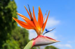 Particolare di orchidea nel Parco di Santa Catarina a Funchal, Madeira (Portogallo) - Sono ben 36.000 metri quadrati di natura a dar vita a questa meravigliosa realtà verde di Funchal. ...