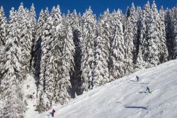Pini innevati nello ski resort di Nassfeld, Austria.


