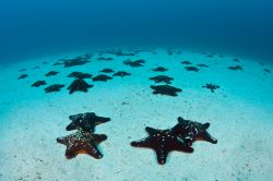 Stelle marine sul fondale del mare nei pressi di Cocos Island, Costa Rica. Questa località è conosciuta per la sua popolazione di squali e pesci.

