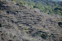 Terrazzamenti delle coltivazioni dei pistacchi a Bronte, in Sicilia