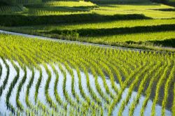 Tradizionali coltivazioni di riso nelle campagne di Nara, Giappone.

