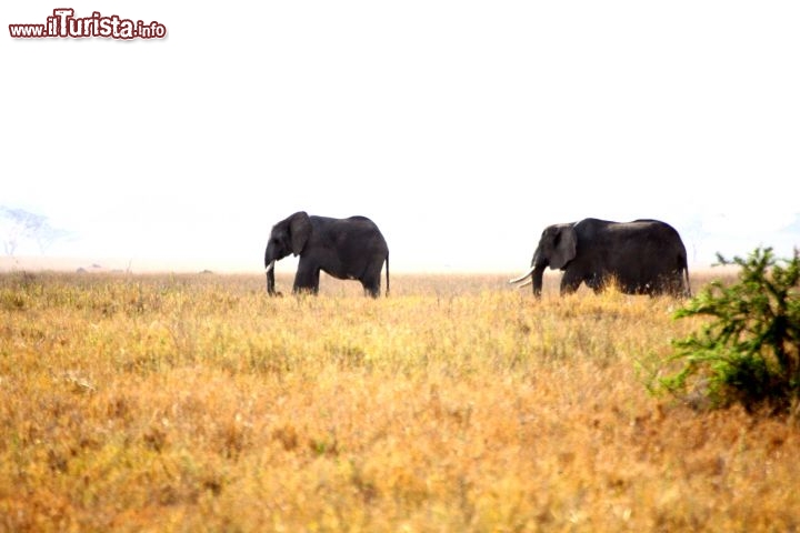 Immagine Elefanti al Serengeti - Tanzania