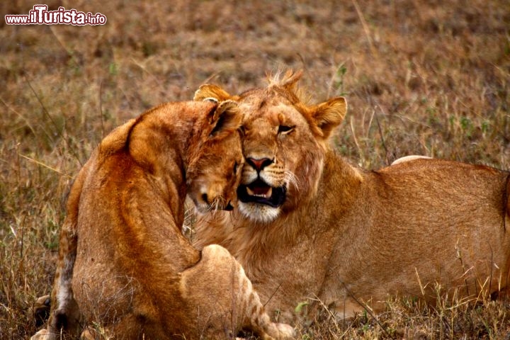 Immagine Coppia di giovani leoni al Serengeti - Tanzania