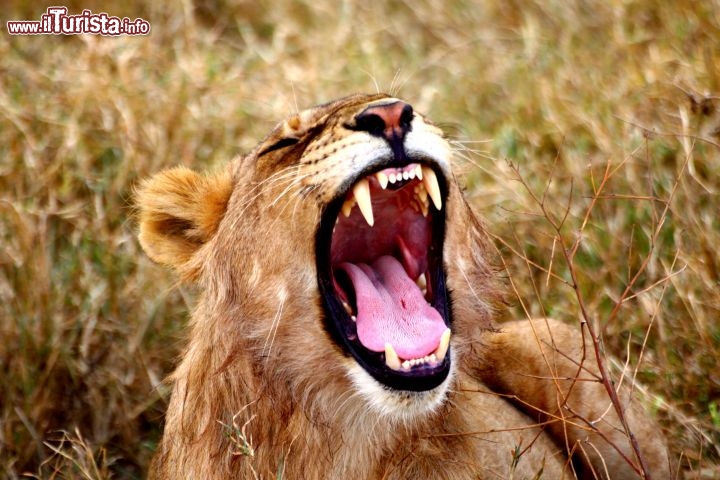 Immagine Il "sorriso" di un giovane leone maschio al Parco Serengeti - Tanzania