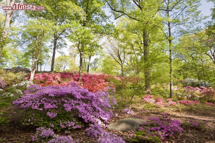 Immagine Il giardino delle azalee, al Botanical Garden di New York, è celebre per il vasto assortimento di alberi in fiore, felci, erbe, ortensie, corniolo e alloro di montagna che lo caratterizzano. Protagoniste assolute sono le azalee dai fiori bianchi, corallo, rosa e viola che in un'esplosione di colori affiorano fra alberi autoctoni e rocce.