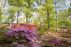 Il giardino delle azalee, al Botanical Garden di New York, è celebre per il vasto assortimento di alberi in fiore, felci, erbe, ortensie, corniolo e alloro di montagna che lo caratterizzano. ...