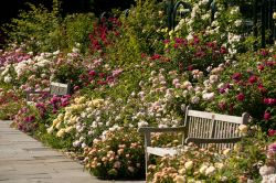 Il Peggy Rockefeller Rose Garden del Botanical Garden di New York. Da maggio a ottobre è una delle destinazioni più frequentate del giardino newyorkese per via delle sue oltre ...