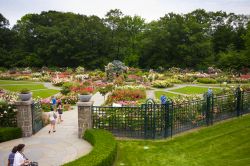 Veduta panoramica sul Peggy Rockefeller Rose Garden al New York Botanical Garden. Fondato nel 1891, il NYBG è uno dei primi giardini degli Stati Uniti - © littleny / Shutterstock.com ...