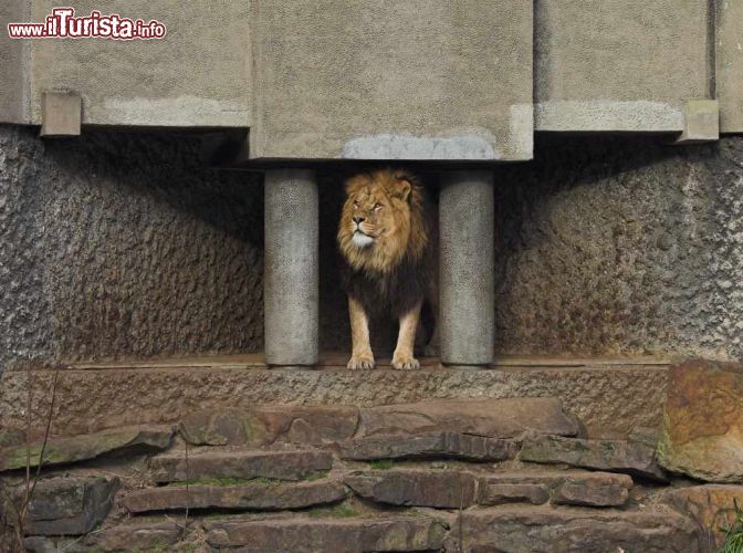 Immagine Un leone maschio nella sua grigia (e un pò triste) tana allo zoo di Amsterdam - © Tim Grootkerk / Shutterstock.com