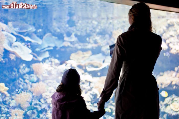 Immagine Bassin coralien, i visitatori ammirano la barriera corallina all'Aquarium de Paris (CineAqua)