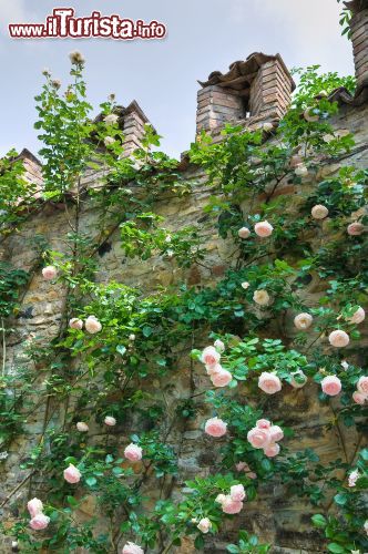 Immagine Un roseto che si arrampica sulle mura del Castello di Gropparello - © Mi.Ti. / Shutterstock.com