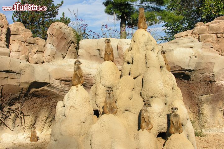 Immagine Un gruppo di suricati e la perfetta ricostruzione dell'ambiente del deserto del Kalahari al parco Zoom Torino in Piemonte- @ Zoom Torino