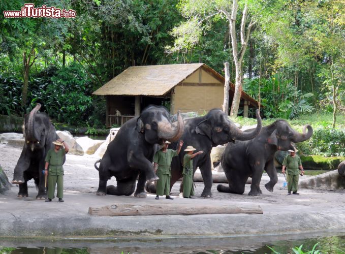Immagine Show di elefanti al Singapore Zoo. Fra gli intrattenimenti a cui si può assistere al parco zoologico della città c'è anche quello con gli elefanti qui fotografati con le guide dello zoo - © Sheri Armstrong / Shutterstock.com