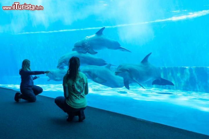 Immagine La vasca dei delfini, con i cetacei che interagiscono con i turisti durante il loro percorso di visita all'Acquario di Genova - © acquariodigenova.it