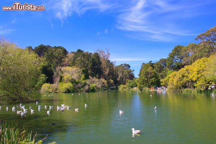 Immagine Bird watching nel Golden Gate Park di San Francisco, California - © Radoslaw Lecyk / Shutterstock.com