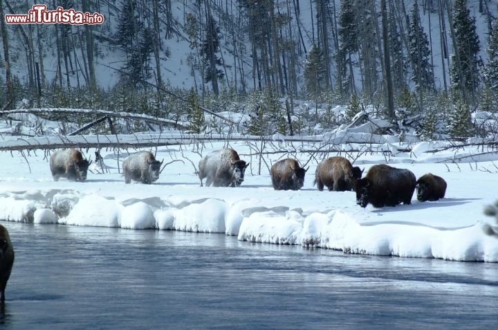 Inverno nel Wyoming, bisonti lungo il fiume. Credit: Egret Communications