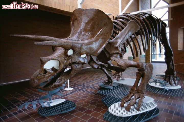 Wyoming: un dinosauro triceratopo. Credit: Egret Communications