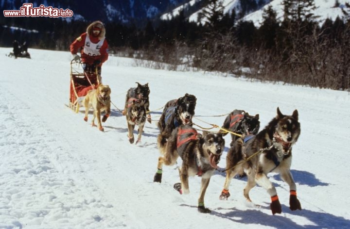 Dogsledding sulle nevi del Wyoming. Credit: The Wagner Perspective
