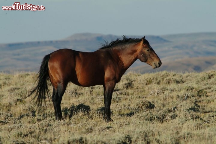 Cavallo selvaggio tra le colline del Wyoming. Credit: Egret COmmunications