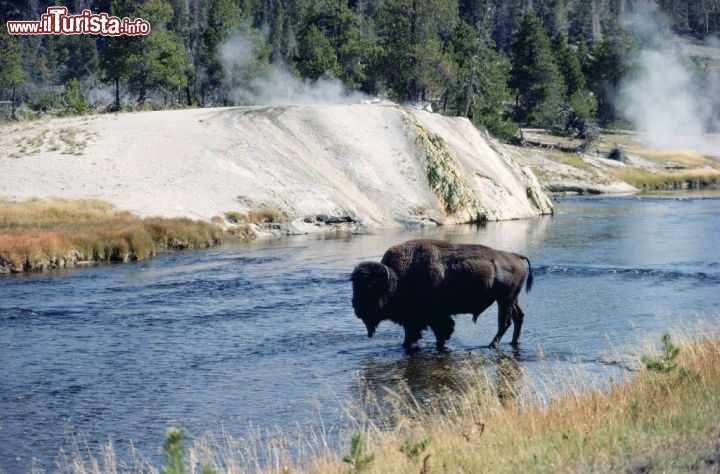 Un Bisonte nel Yellowstone National Park, in Wyoming. Credit: Egret Communications