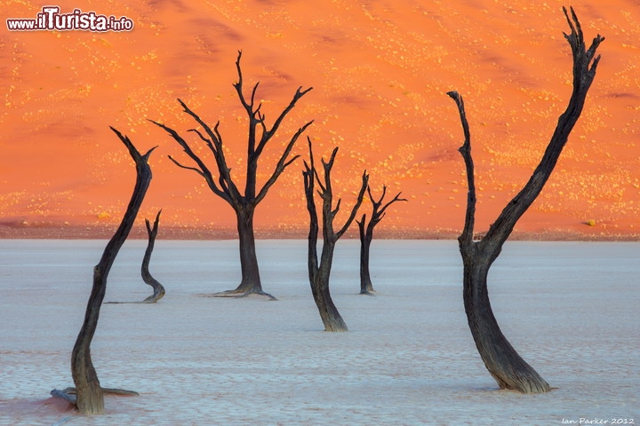 Deadvlei il paesaggio alieno nel deserto della Namibia - Ci troviamo nel famoso Parco Nazionale Namib-Naukluft, non distante dal cuore della Skeleton Coast della Namibia, famoso per le sue gigantesche dune di sabbia , che elevandosi di oltre 400 metri, sono tra le più alte del mondo. Le dune più elevate si trovano però nel vicino Soussvlei, qui a creare uno scenario quasi surreale ci pensa il letto di un fiume essiccato, costellato di alberi secchi: a Deadvlei un tempo l'acqua era presente, ma i cambiamenti climatici hanno seccato il corso d'acqua, uccidendo gli alberi che si sono trasformati in degli scheletri vegetali. Il contrasto tra il grigio delle argille, il marrone scuro degli alberi scheletrici, e il colore arancione delle grandi dune, rendono il luogo, all'alba e al tramonto, davvero unico e di una bellezza disarmante!  - © Ian Parker / Evanescent Light Photography  qui per ordinare una stampa: buy photo