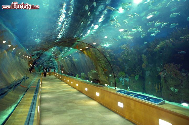 Immagine Il grande tunnel sottomarino del Parco Oceanografico di Valencia - © bright / Shutterstock.com