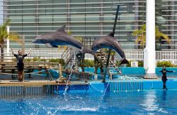 Show con delfini nella piscina dell'Oceanografic ...