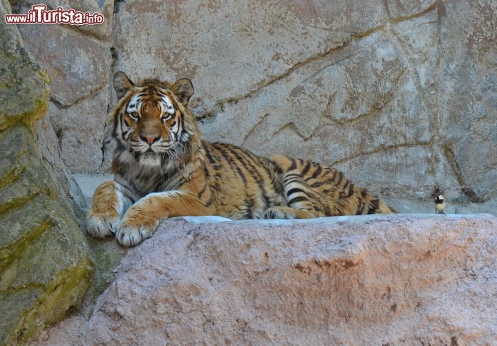 Immagine Magnifico esemplare di Tigre si lascia fotografare al bioparco di Roma