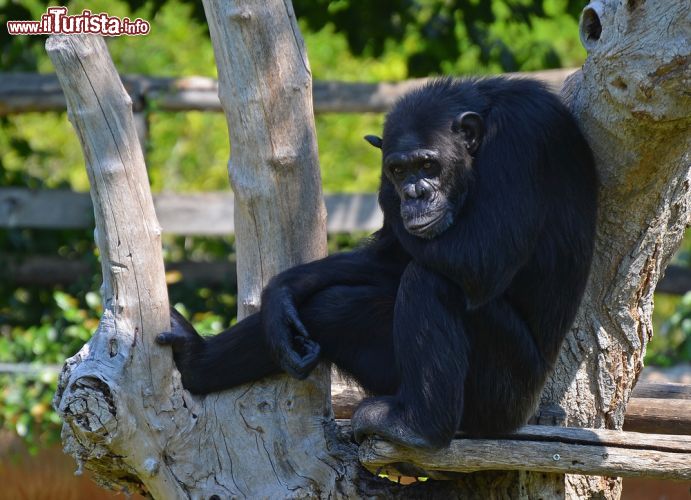 Immagine Uno scimpanzè si riposa su dei tronchi al Bioparco di Roma