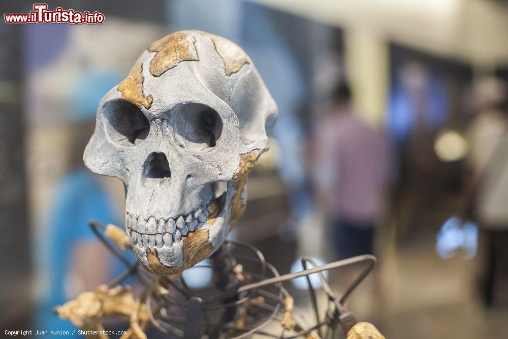 Immagine Lo scheletro di Lucy, l'esemplare di Australopithecus afarensis, progenitore della specie umana esposto al Museo Archeologico di Madrid - © Juan Aunion / Shutterstock.com