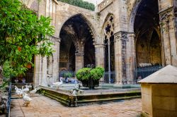 Il chiostro della Cattedrale di Barcellona - © Alessio Catelli / Shutterstock.com