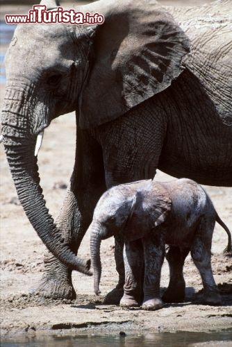 Immagine Elefante con piccolo si abbevera in Kenya lungo le rive di un fiume