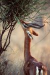 Gerenuk, una antilope del Kenya mente si nutre ...